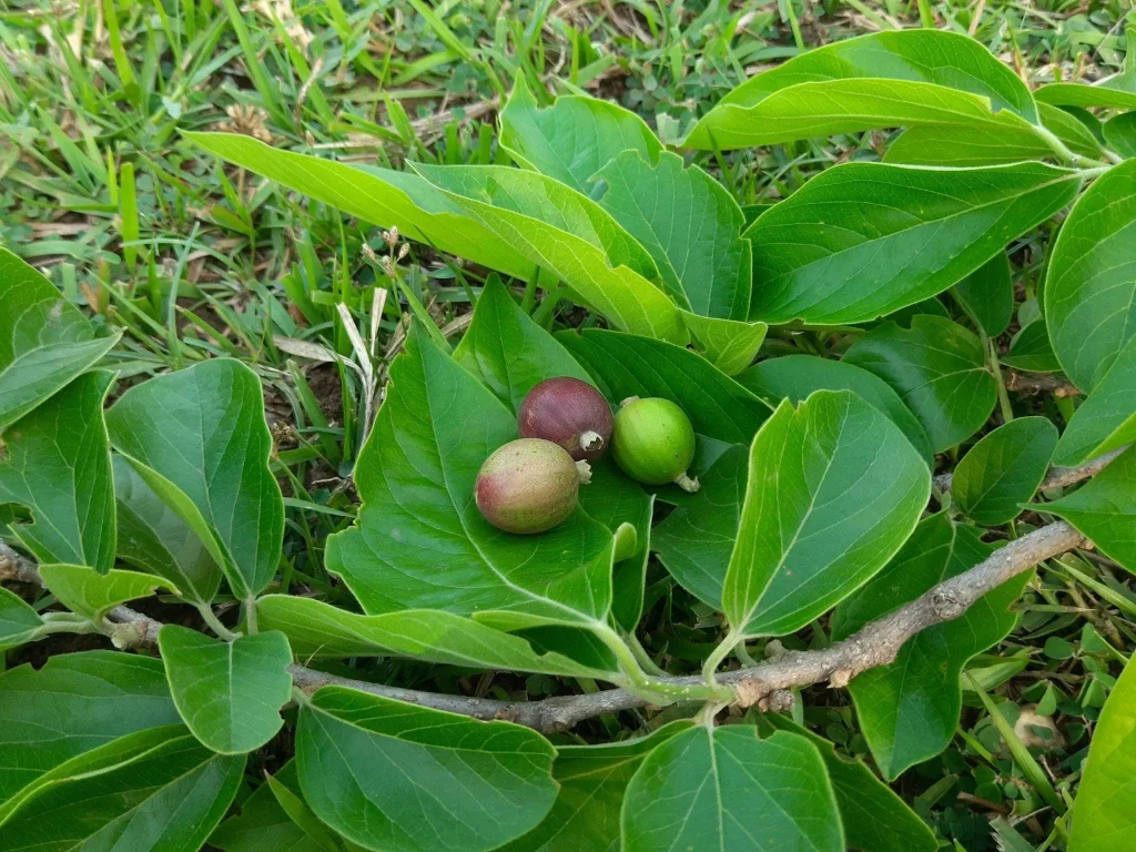 Ankol Plant (અંકોલ) natural uses and benefits - Indian Traditional ...