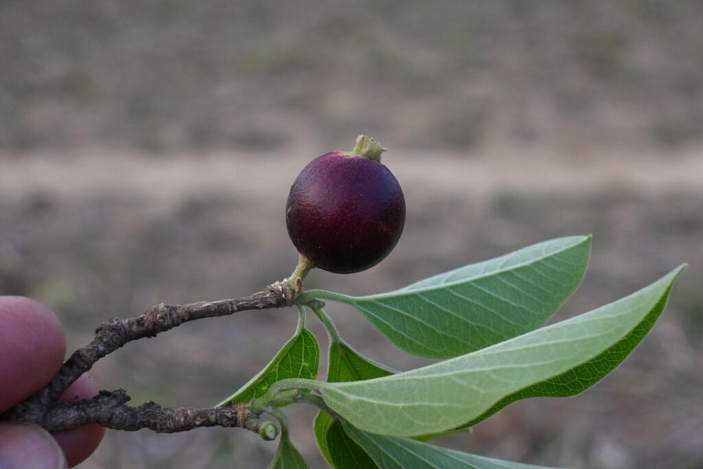Ankol Plant (અંકોલ) natural uses and benefits - Indian Traditional ...