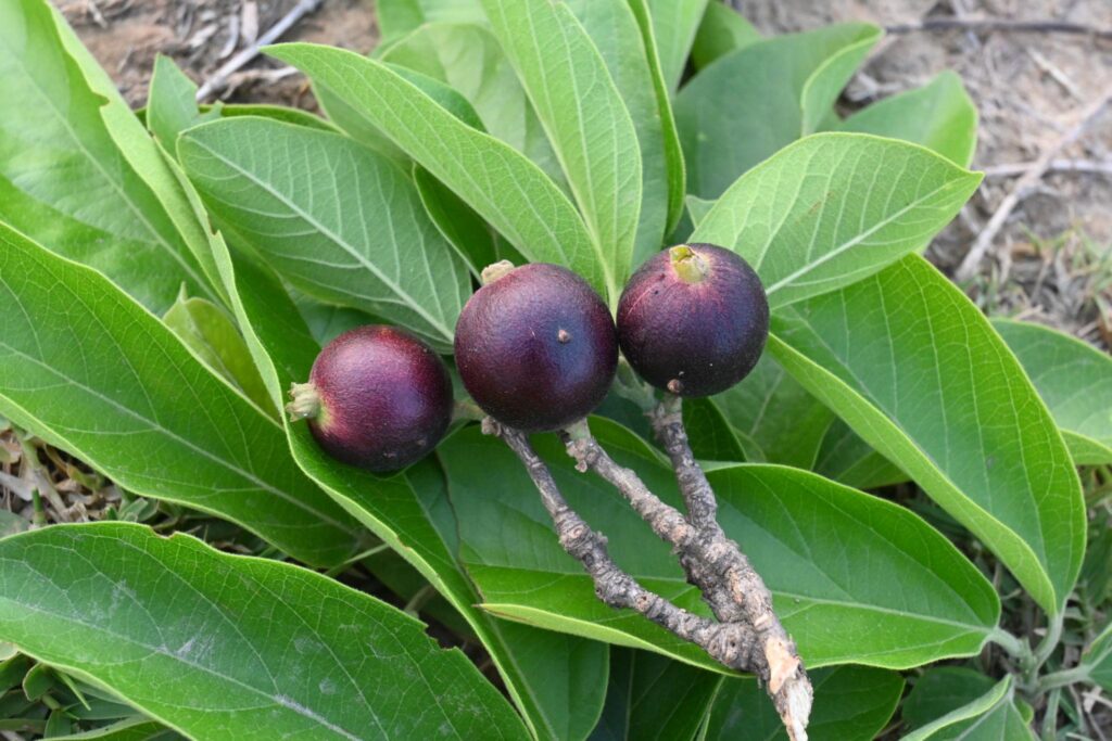 Ankol Plant (અંકોલ) natural uses and benefits - Indian Traditional ...